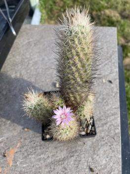 Escobaria strobiliformis